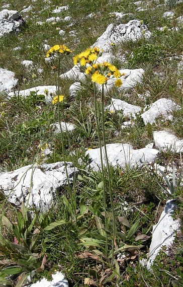 Pilosella cymosa (=Hieracium cymosum) / Pelosella cimosa